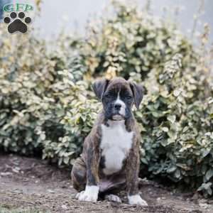 Boots, Boxer Puppy